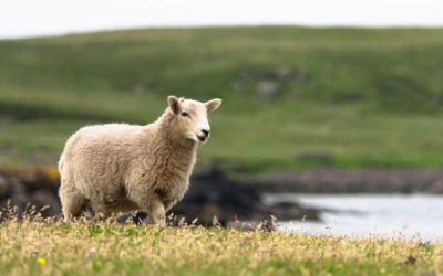 Hearing the Shepherd’s Voice