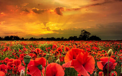 History and the meaning of the Red Poppies on Memorial Day