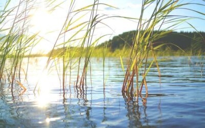 Among The Reeds